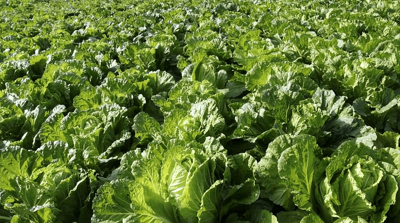 三,大白菜辣椒收获后,9月上旬定植大白菜,其生育期85-90天,亩产7500