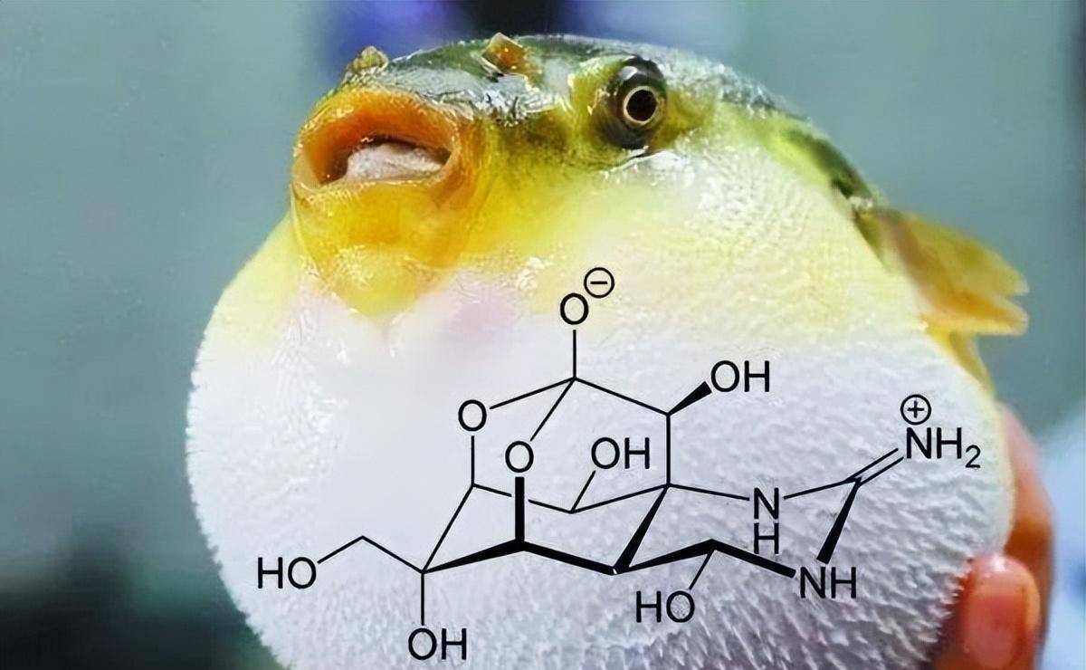 河豚以毒为食!体内积攒了1300倍氰化物毒素,为何却不会被毒死?