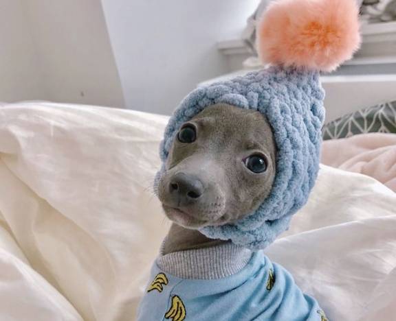 意大利灵缇犬,可爱又娇小,养了绝不后悔_生活_训练_猎犬