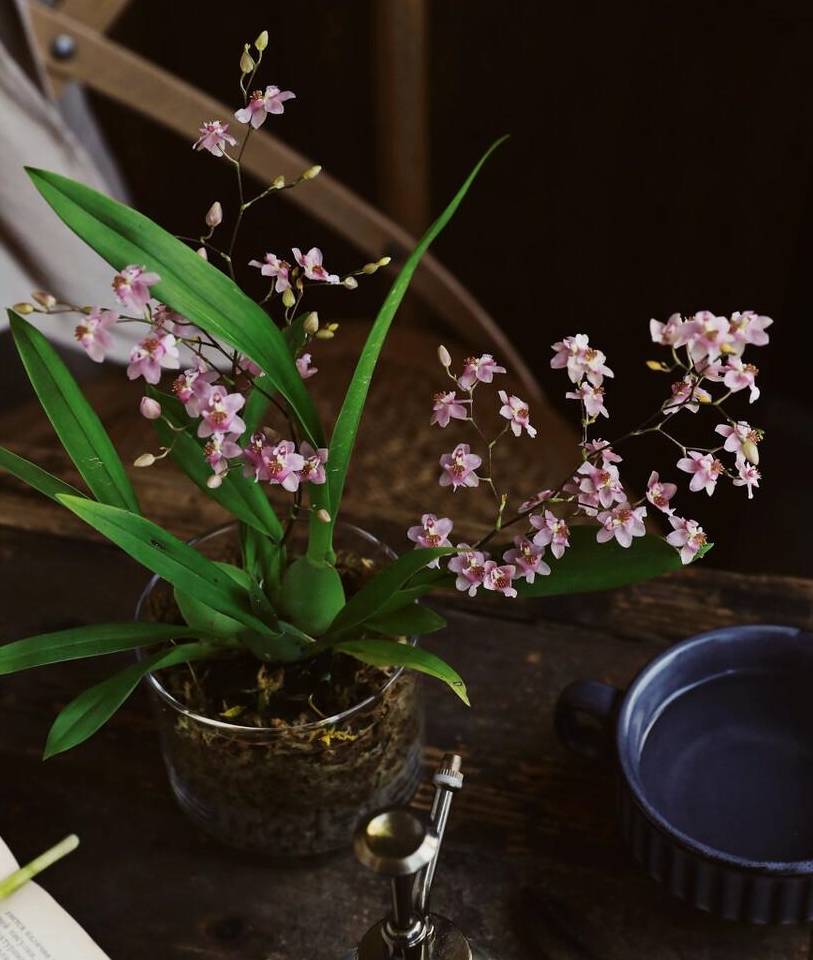 年宵花（花红果子怎么吃） 第11张