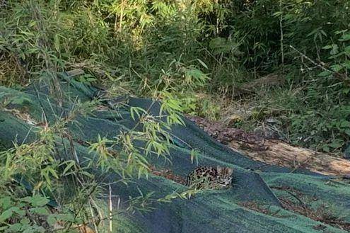四川瓦屋山首次发现豹猫，和家猫有何不同，拿回家养得熟吗？（瓦屋山能耍多久）