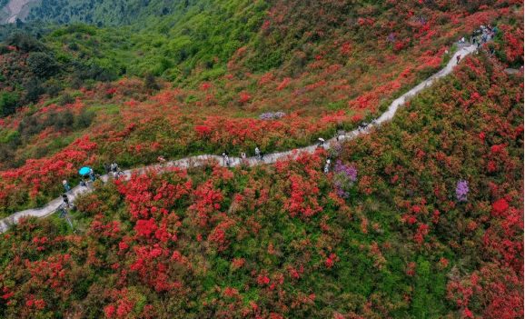 杜鹃花（杜鹃花一年开几次花） 第1张