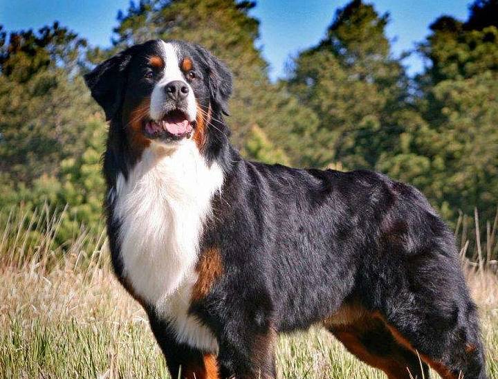自从养了"伯恩山犬",就不想养其他狗了_主人_狗狗_性格