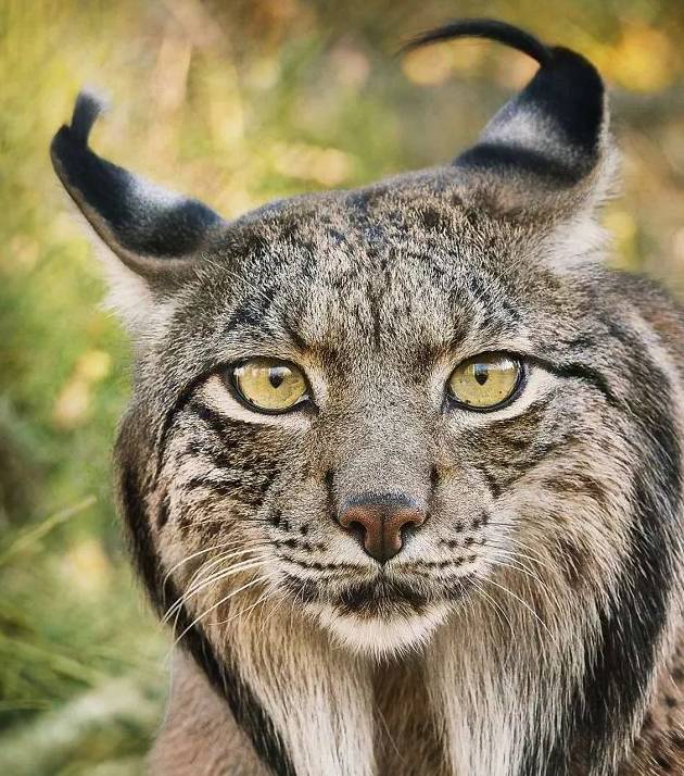 原创
  摄影师不顾偷猎者的死亡威胁 花2年时间拍摄即将灭绝的野生动物 第6张