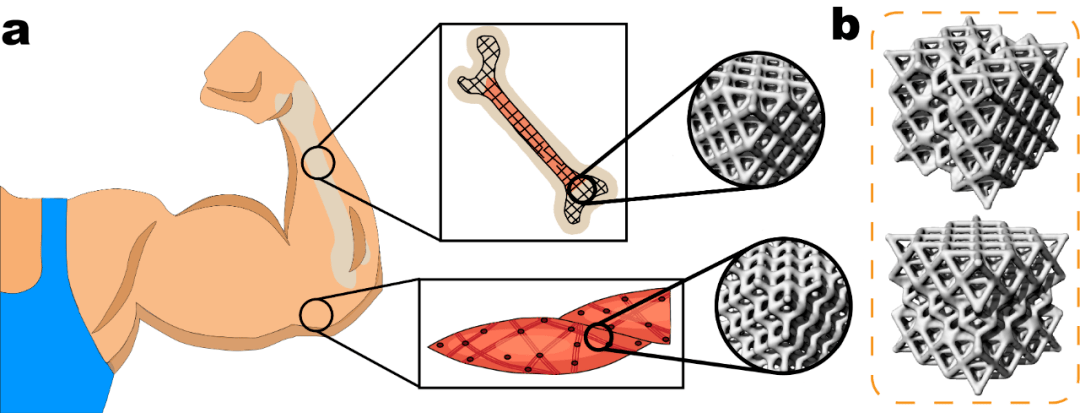 福建物構所在3d打印仿生結構研究獲新進展_的設計_製造_複合