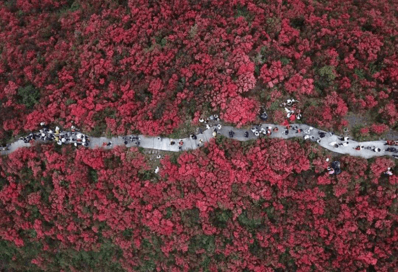 杜鹃花（杜鹃花一年开几次花） 第4张