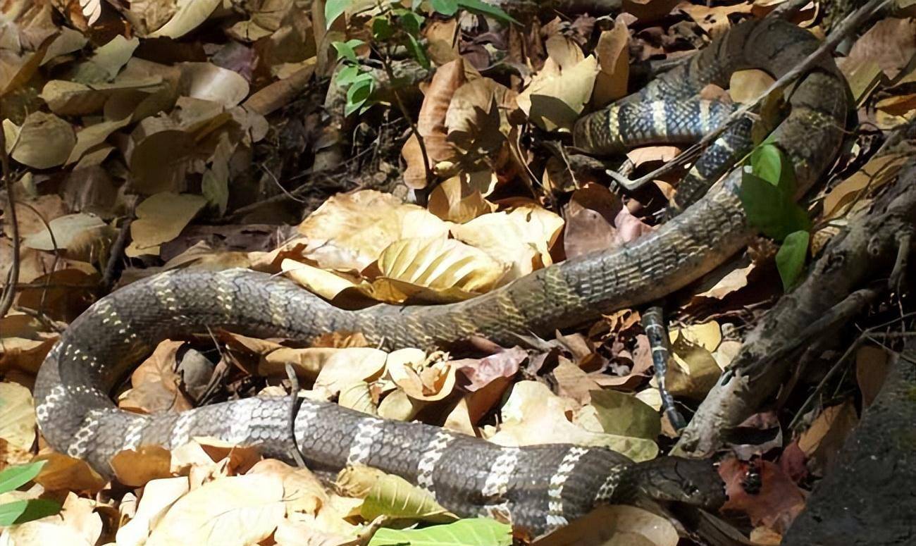 眼镜王蛇有多危险?70岁大爷又是如何从它的口下逃脱的呢?