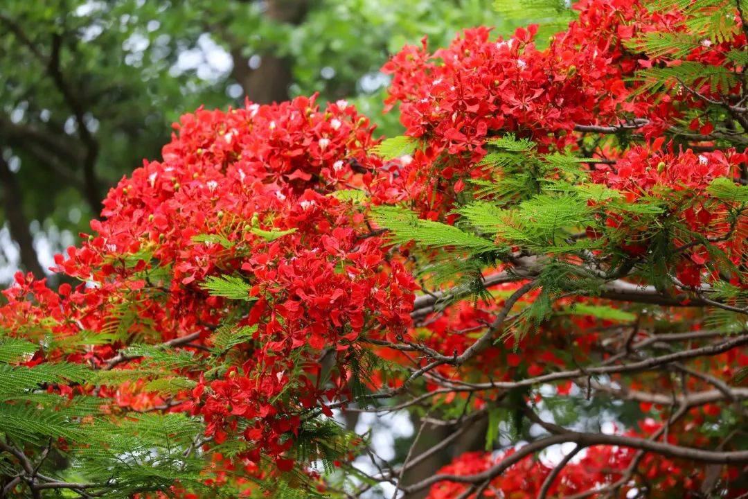 鳳凰木, 又名紅花楹,火樹,屬蘇木科落葉大喬木,熱帶觀賞花樹.