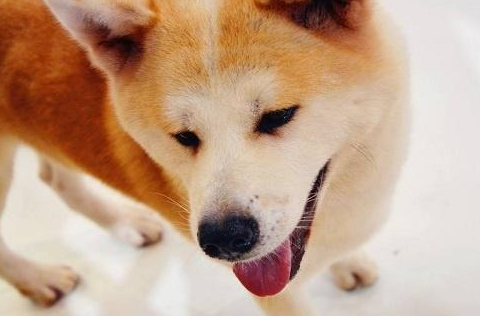 養什麼大型犬好,適合家養的霸氣巨型犬任你選擇_顯得_其它_動物