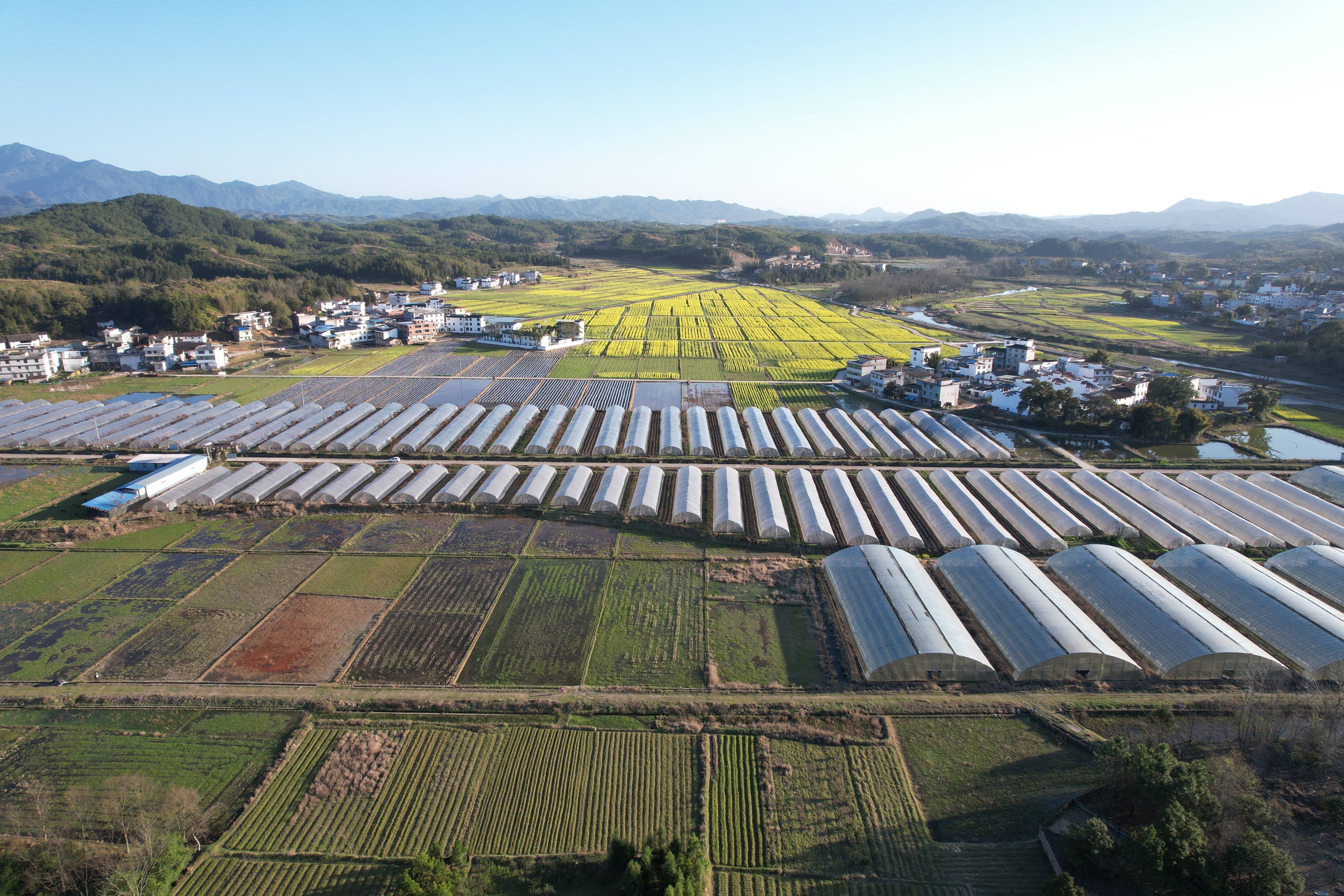 石城小松仙桃景区图片