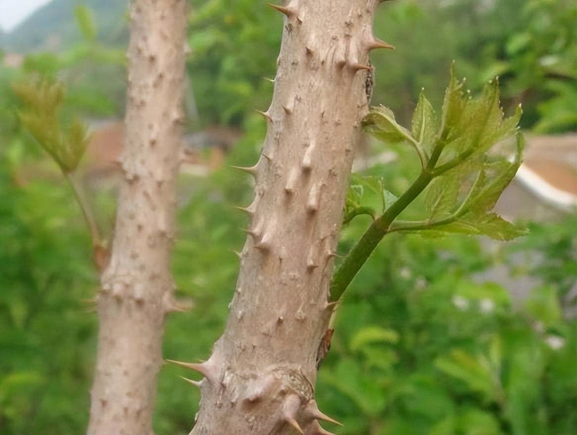 带刺的植物长条图片