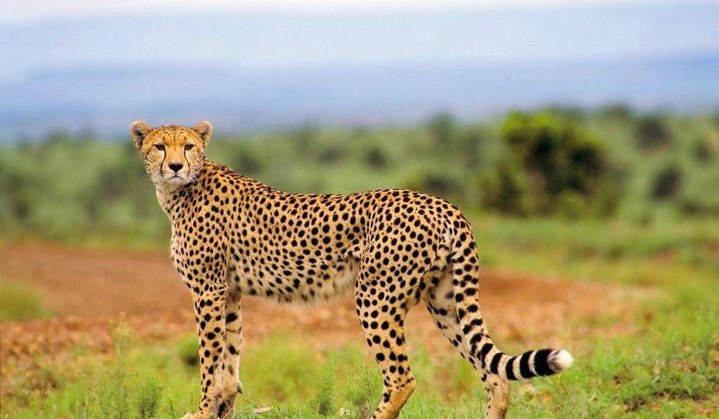 生活在非洲大草原上的一种猫科动物,它们体型纤细,头小耳短,腿长尾长