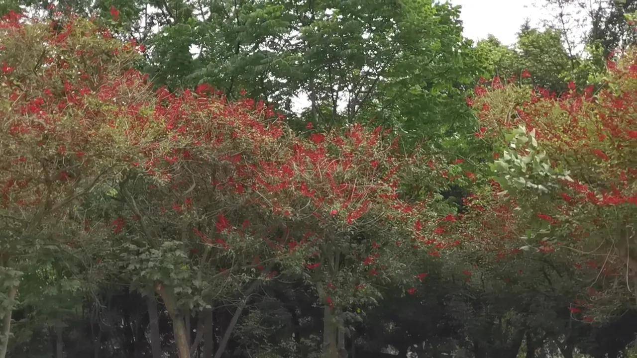 象牙红盛开在四川轻化工大学_花序_摄影展_书法
