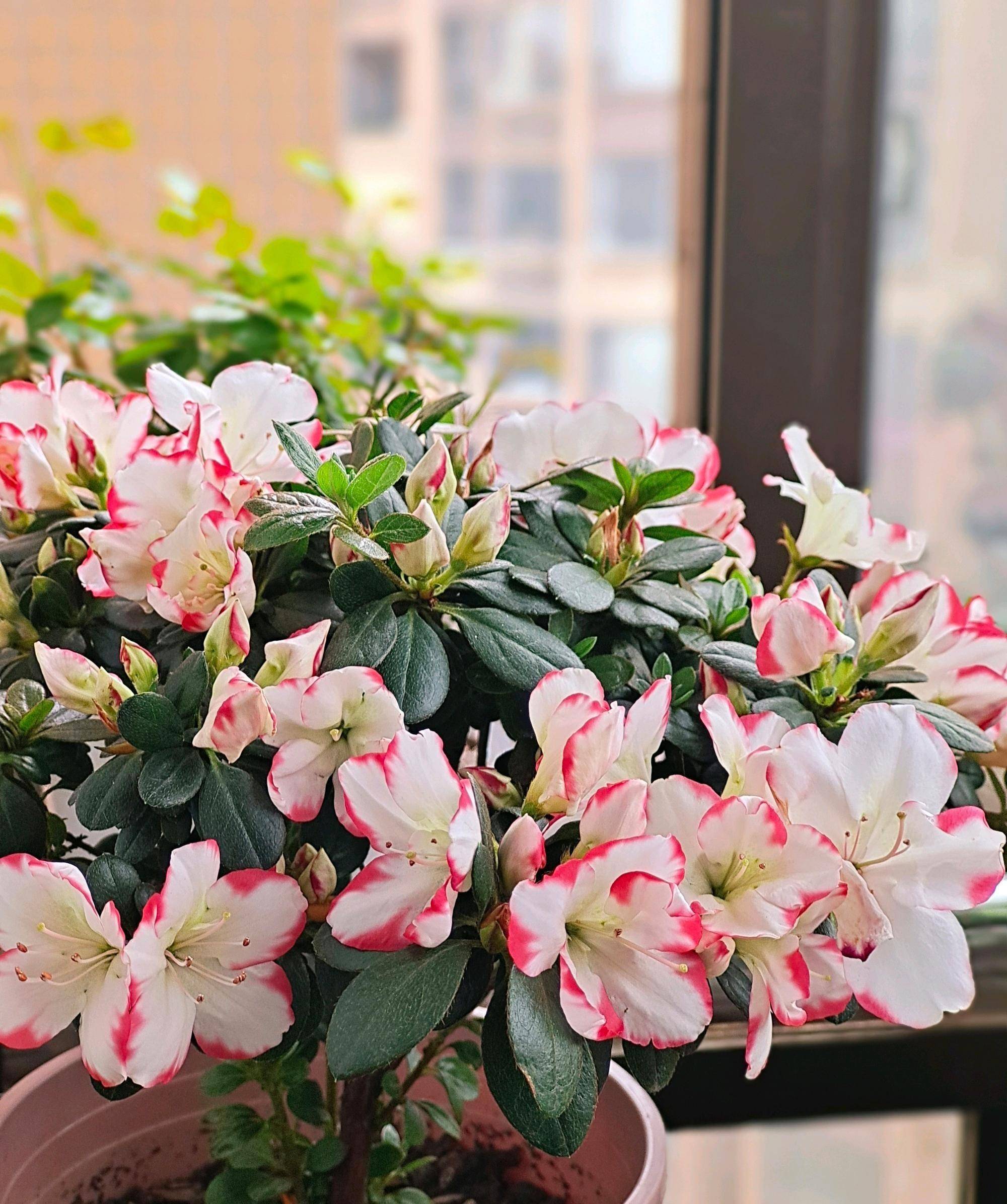 喜欢养杜鹃花,就选"彩钻杜鹃",好养易打理,颜值高且花期长_品种_地方