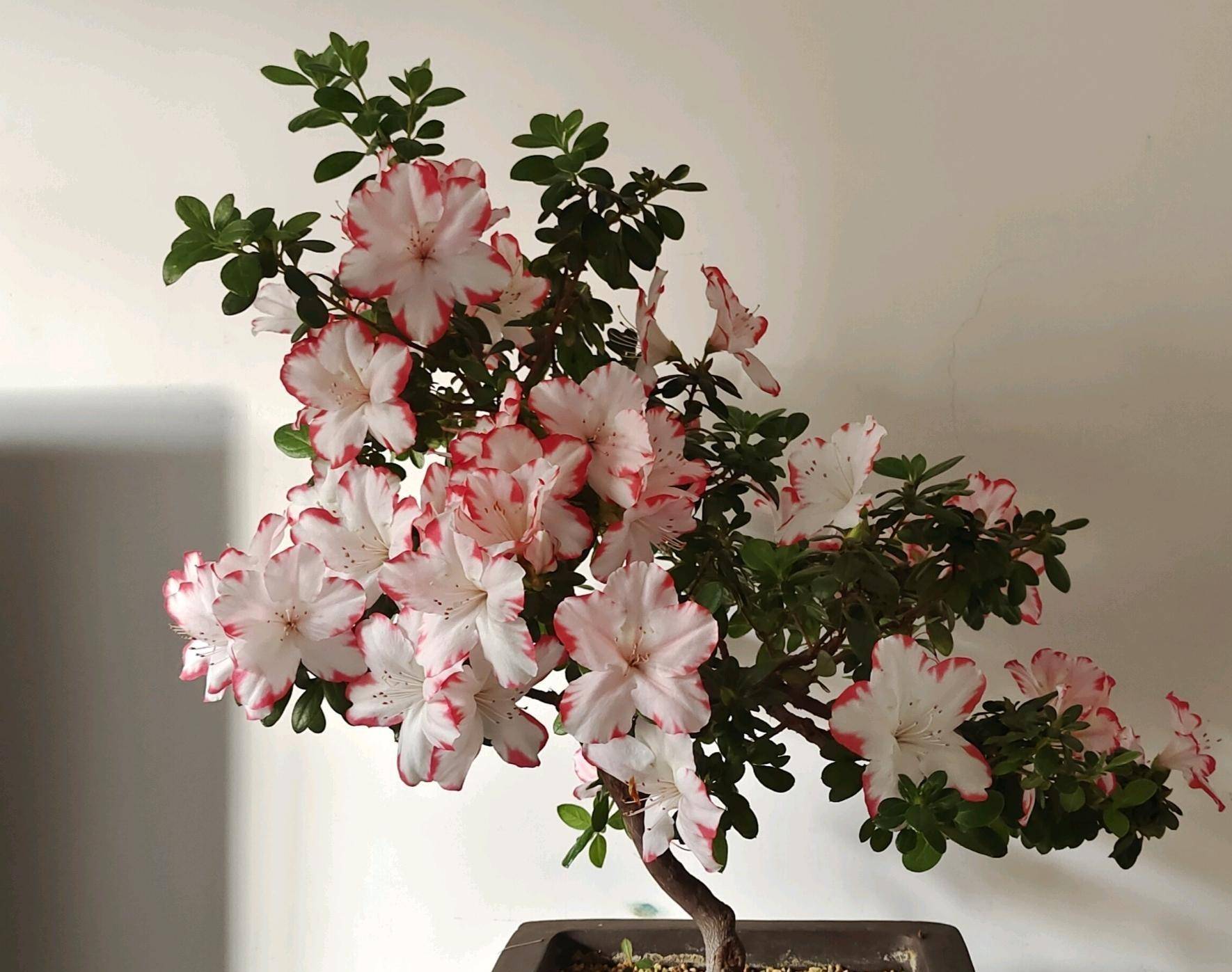 喜欢养杜鹃花,就选"彩钻杜鹃",好养易打理,颜值高且花期长_品种_地方