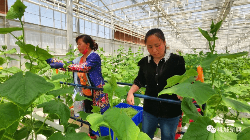 有机种子（有机种子生产的要求是什么内容） 第4张