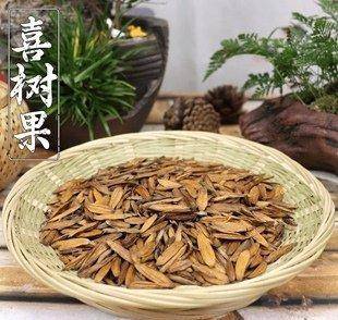 【日常应用】 本品抗病,日常应以提取有效成分制成喜树碱注射剂较为