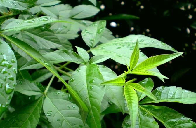 中国荒野维生食物之野菜系列:黄荆_嫩叶_食用_灰白色