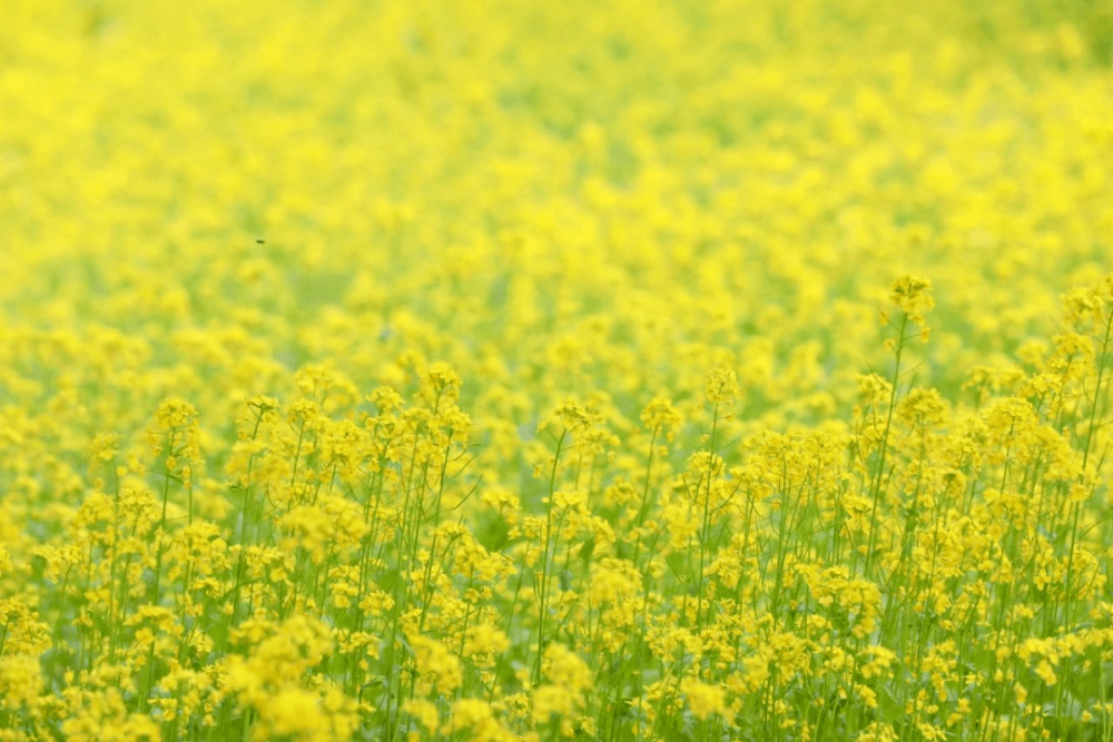 短花针茅（短花针茅图片） 第11张