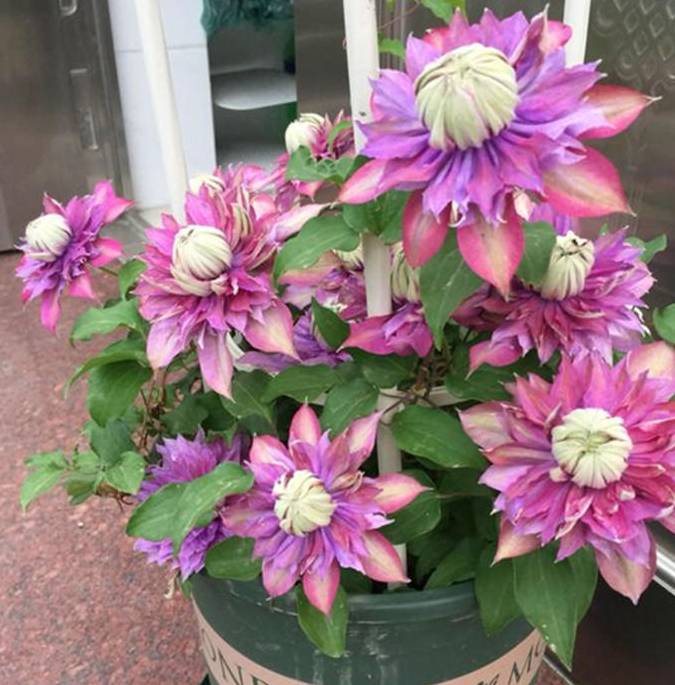 这种花,"大刀阔斧"来一下,开遍花园天下_修剪_枝条_开花