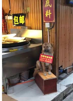 火锅店的狗狗自己当形象代言人，困得要命依旧不走，这狗真敬业！
