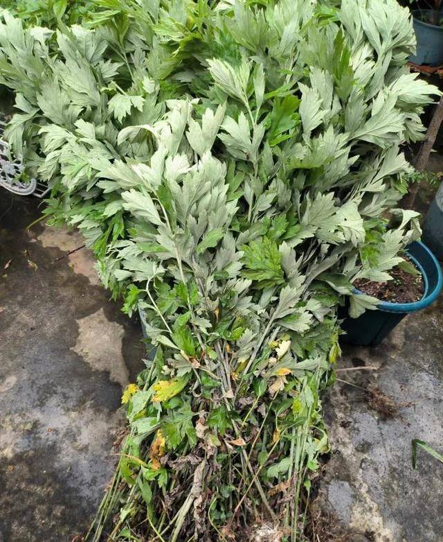 叶片上比较脏的用水冲洗一下,然后把整根的艾叶摊在竹篾上,因为艾叶