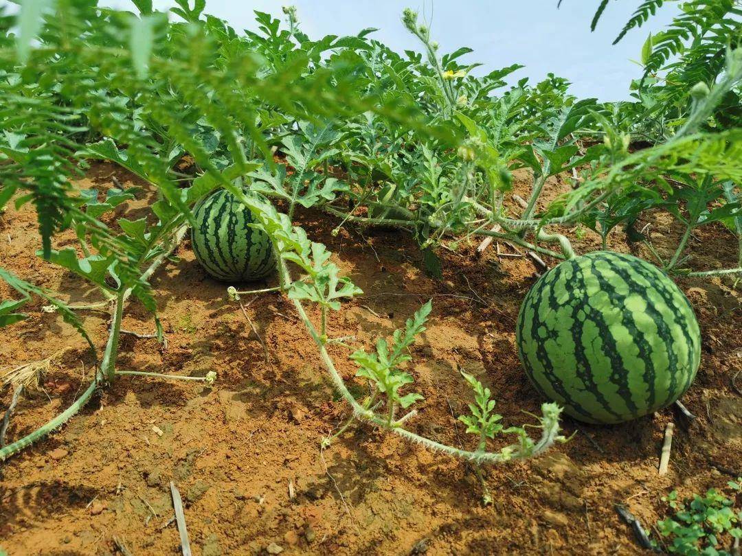 露天西瓜种植方法与时间(种西瓜用什么肥料又大又甜)