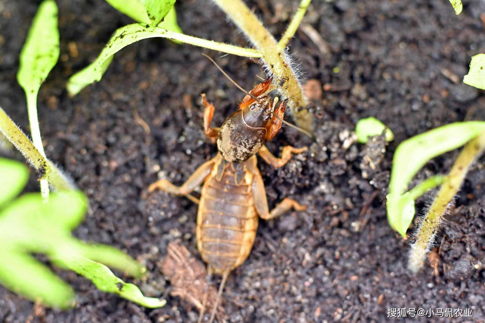 广东小哥夜里1个喇叭声光诱捕害虫,3个小时赚100,抢占致富先机_蝼蛄