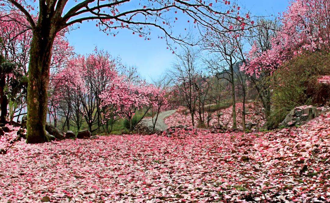 娉婷粉黛嬌,豔彩葳蕤隱巒俏寫戴天山6萬餘株古辛夷樹藏羌走廊民族共同