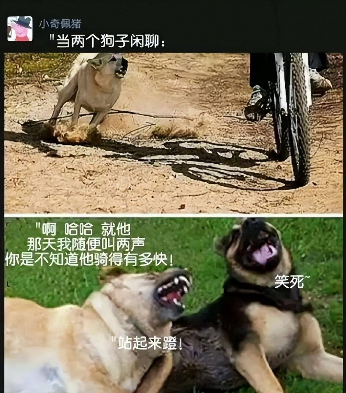 时遭遇天谴(四)看这表情是梦见好吃的了(五)女人的照片是照骗(六)猫咪