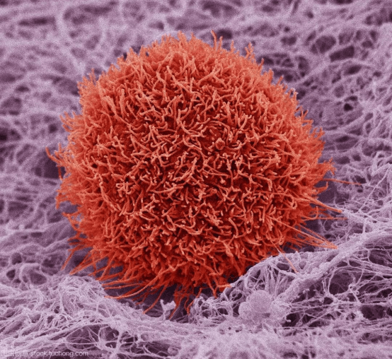 癌症患者去世后,如果不火化,癌细胞还能在自然界存活多久?