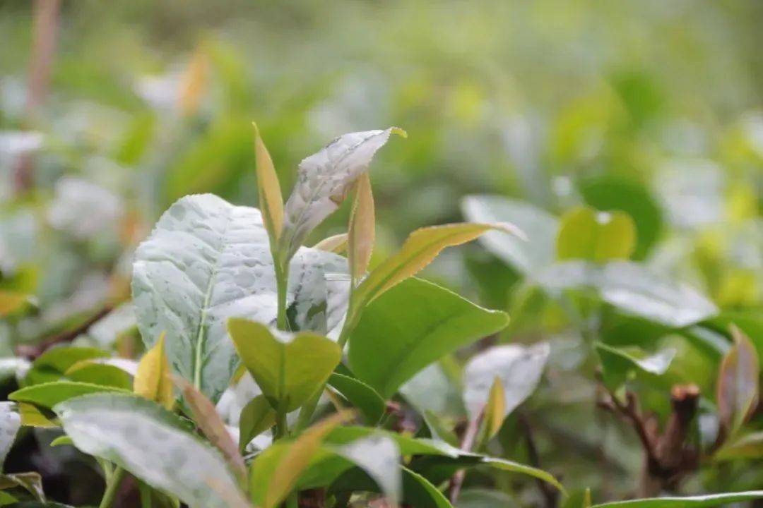 茶叶成就茶业？一片茶叶的新存在方式（茶叶发展前景）