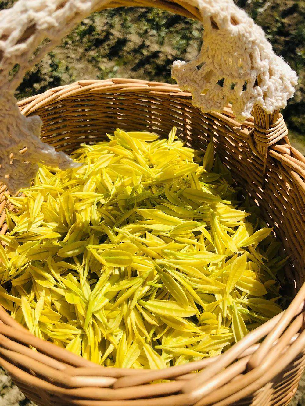 2023茶乡旅游发展大会指定用茶——咸丰唐崖茶_茶叶_全国_中国