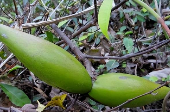 山上一种"羊角拗",长相奇特毒性大,见到别好奇,抓紧绕道走!