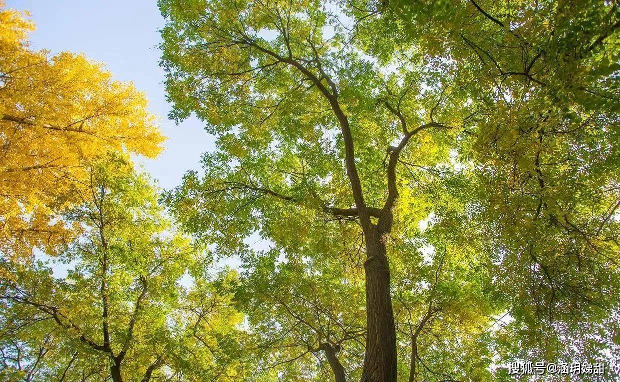 不同月份嘉宜木与其他五要素的关系分析_嘉木_丁火_遇桂水