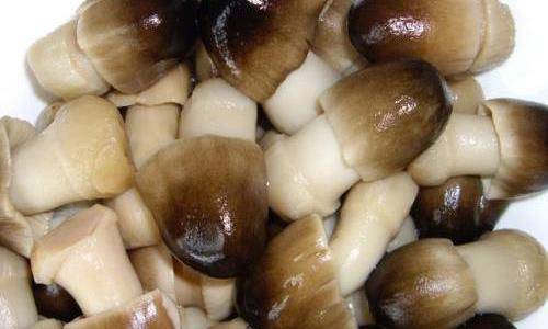 菇类品种很多,那怎么做好吃呢?这就来看看!_干香菇_杏鲍菇_金针菇