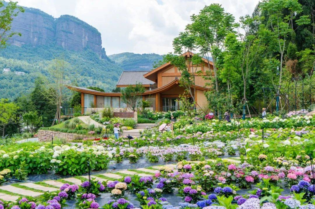 玫瑰花海,星空露营……初夏的广元双旗美村,太美啦!_时光_夏天_风光