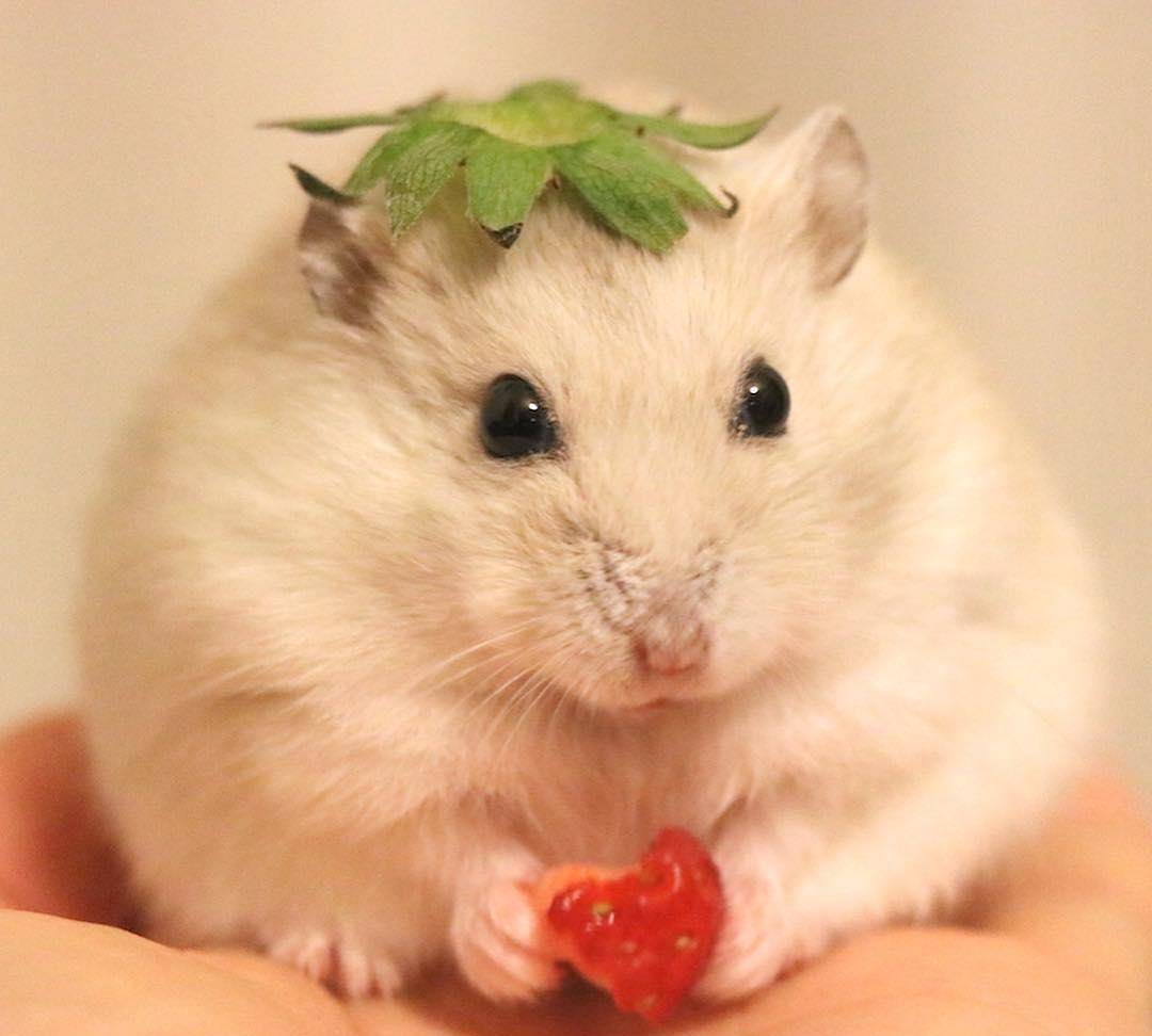 糯米团子一样的小仓鼠,抱着最爱的草莓不撒手!
