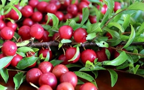 这东西,长相酷似樱桃,营养远超苹果与香蕉,众多农民靠它发了家_欧李