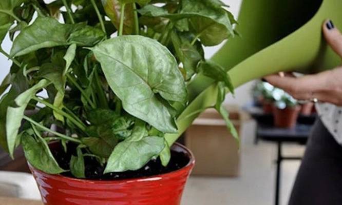 原创            照顾室内盆栽绿植注意这几点，避免植物黄叶和烂根-室内盆栽植物养护方法图片