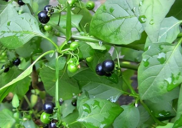 龙葵,一种有争议的植物,有人说它是良药,有人说它是毒草,为何