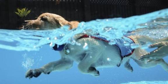 这不是狗的问题,是主人没训练好_过程_进行_游泳池