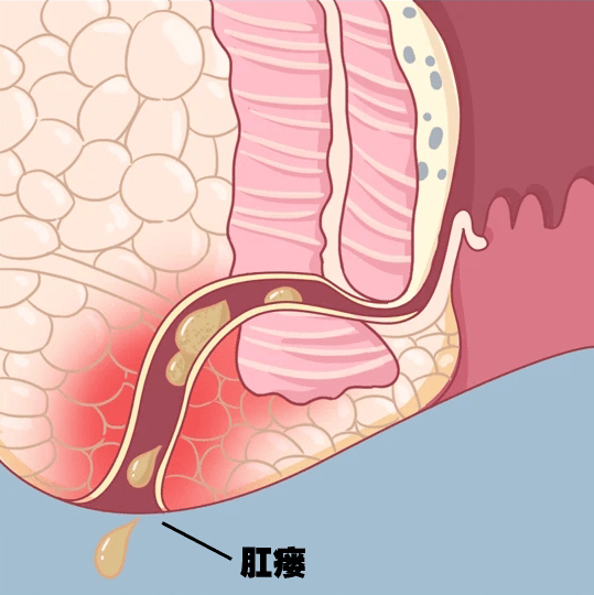 肛门