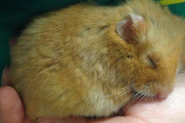 养仓鼠是一种什么样的体验,养一只仓鼠会孤独吗?_老公_内心_情绪