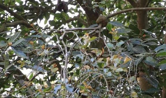 油茶树上"好吃懒做"的寄生植物,它们是如何寄生的?_管理_枝条_危害