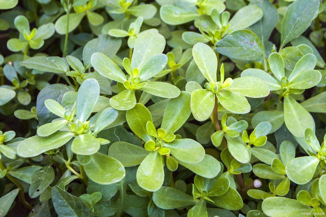 马齿苋_功效_消炎