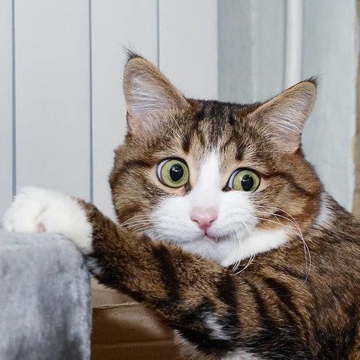 猫咪表情丰富成网红,翘腿姿势逗笑众人,真相却是因为"残疾"_主人_生活