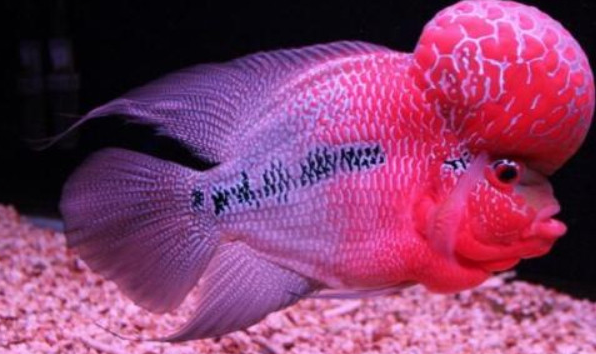 罗汉鱼会在3厘米的时候开始有明显的起头迹象,这是说明基因品种好的