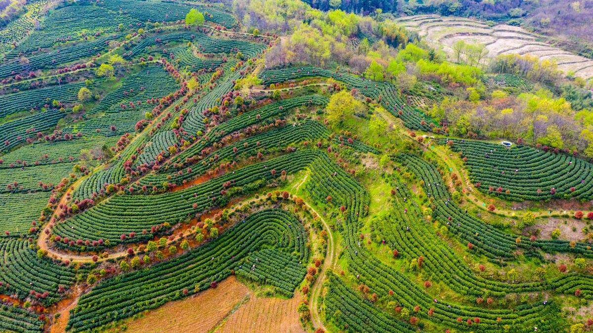 茶树的生长环境图片