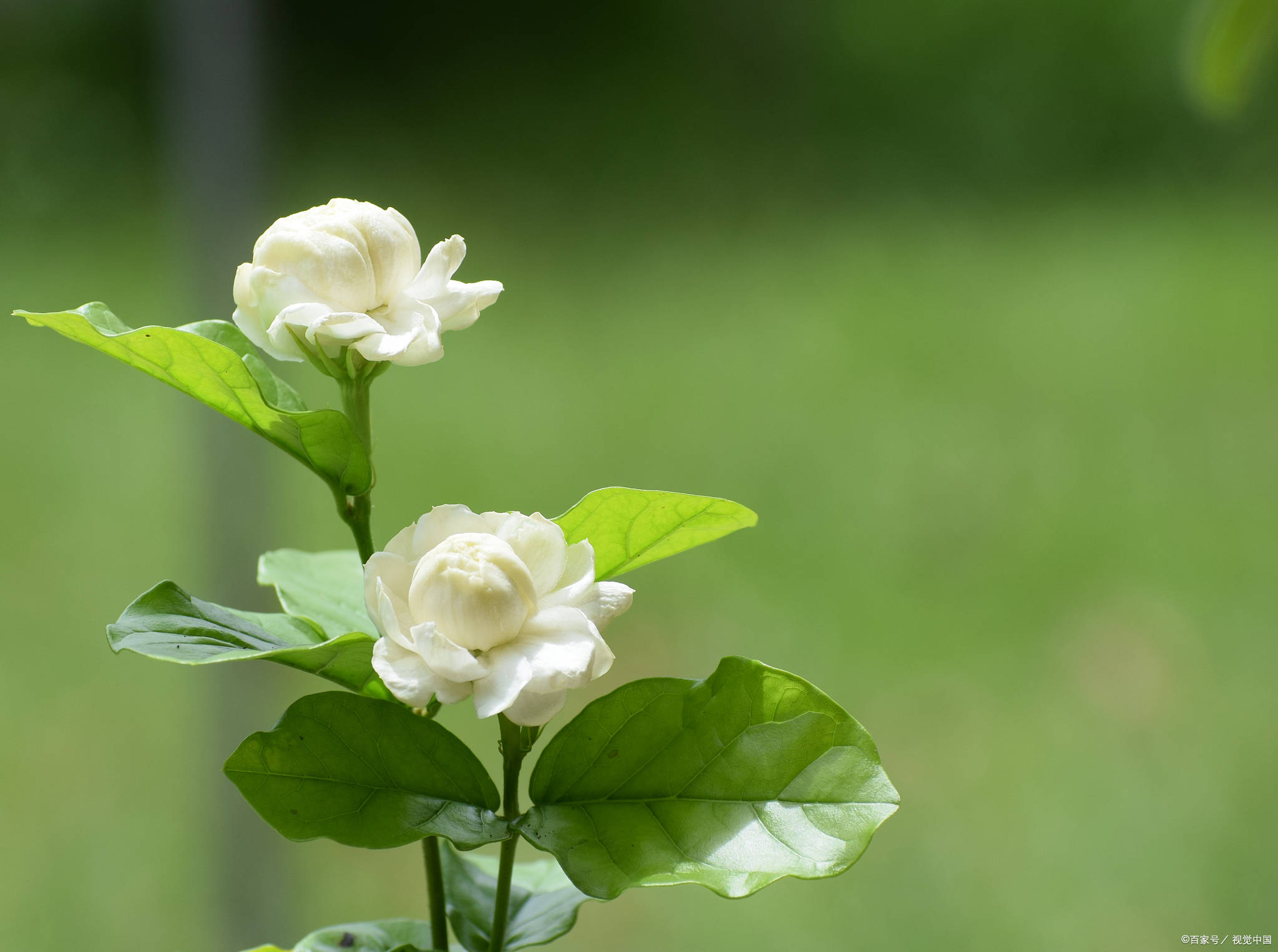 茉莉花开发朋友圈的文案